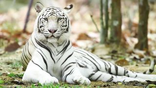 LG DEMO 4K 2019 FRESH