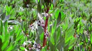 LG DEMO 4K 2019 FRESH