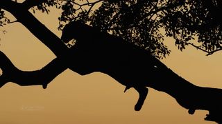 Buy 4K Relaxation Channel merchandise