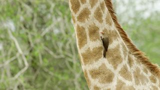 Buy 4K Relaxation Channel merchandise