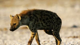 Buy 4K Relaxation Channel merchandise