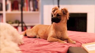 Cutest compilation about most funny animals' life