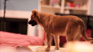 Cutest compilation about most funny animals' life