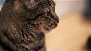 Cutest compilation about most funny animals' life