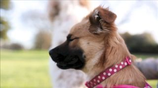 Cutest compilation about most funny animals' life