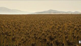 Тексаско клане (2022) Трейлър